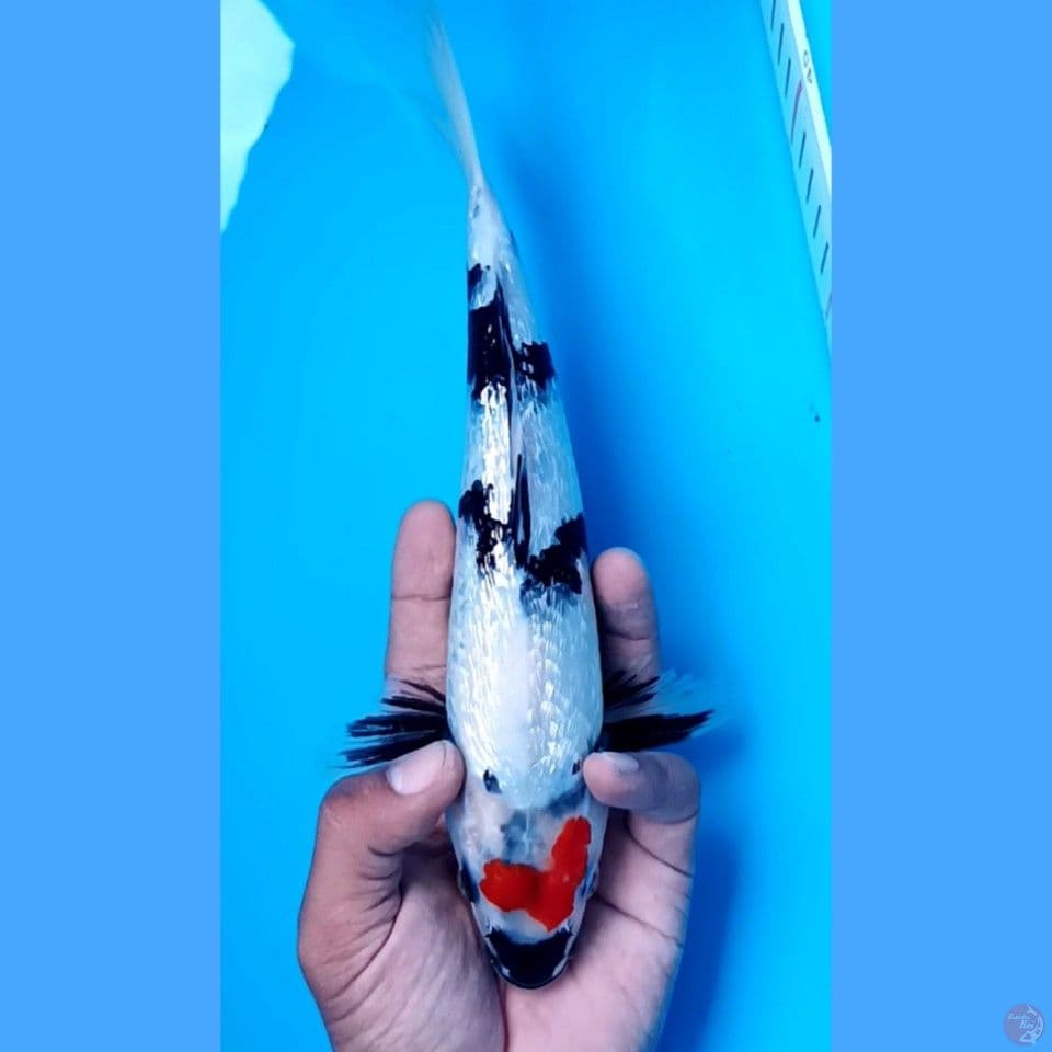 tanchi showa 26 cm