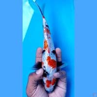 showa 24 cm