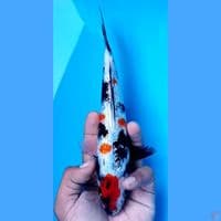 showa ginrin 23 cm