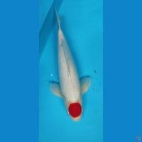 Tanco kohaku 45 cm jantan