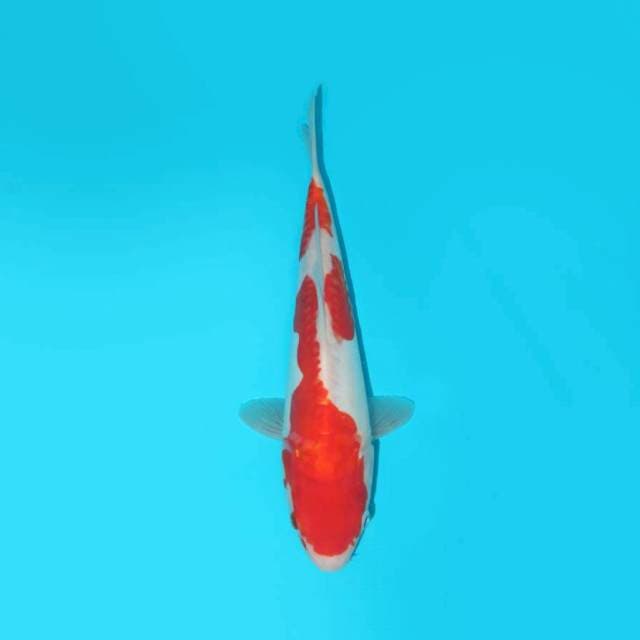 Kohaku Doit Murni 24 cm