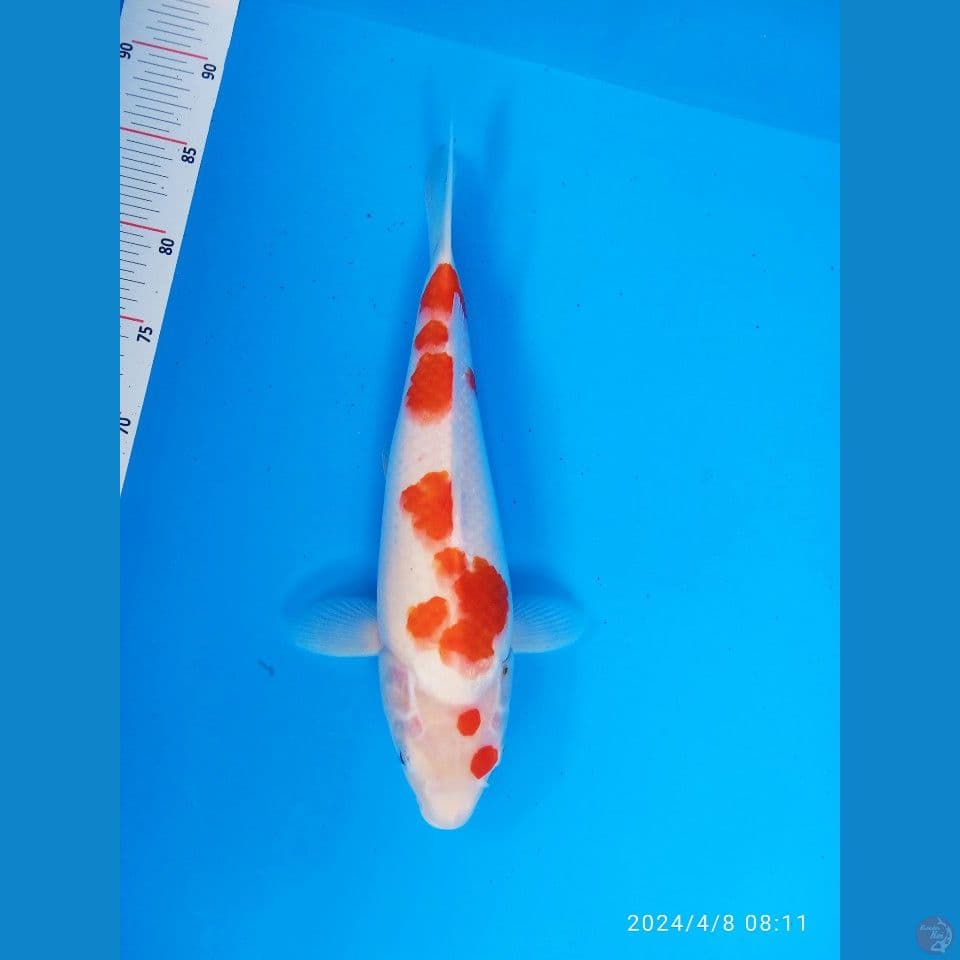 Kohaku AKF  bersih pol ori  36cm