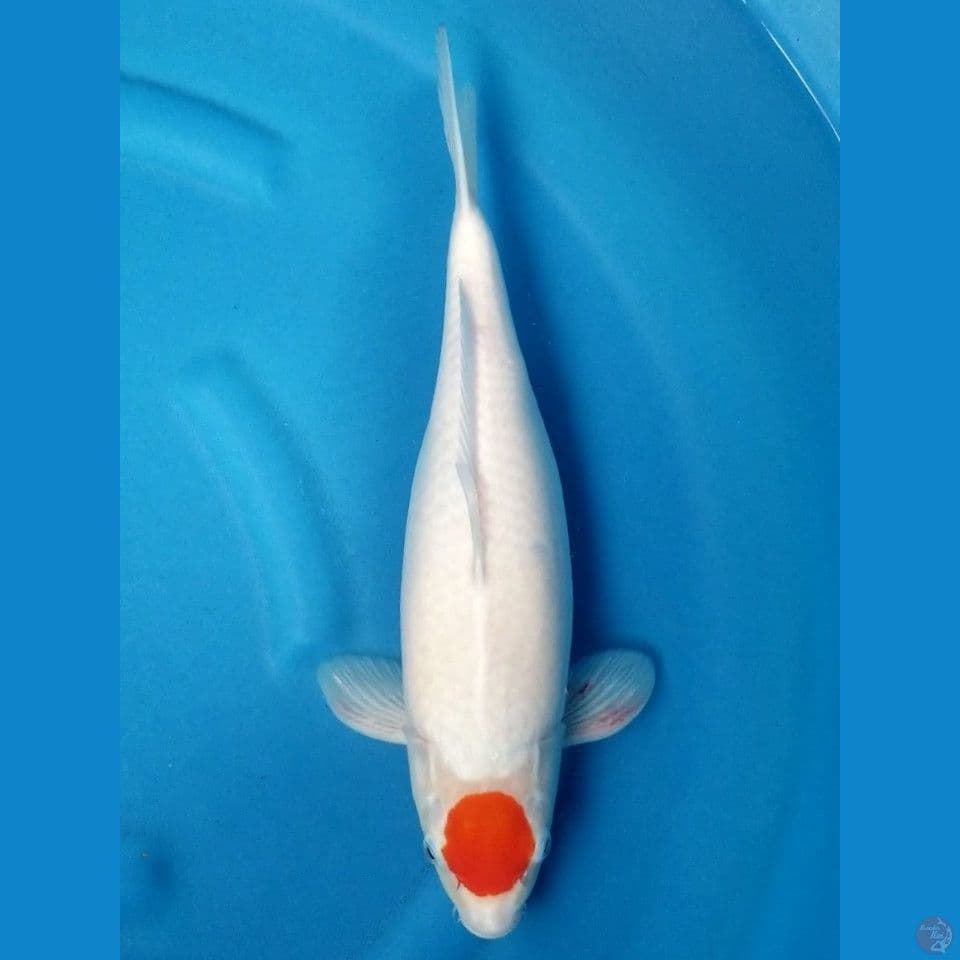 HQ TANCHO 39 CM