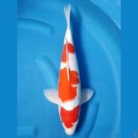 HQ KOHAKU 39 CM MALE