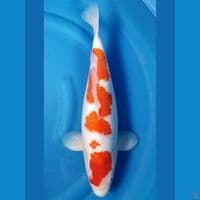 HQ KOHAKU 43 CM