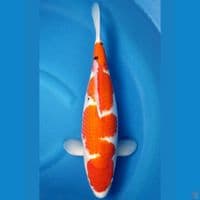 HQ INAZUMA SANKE 47 CM