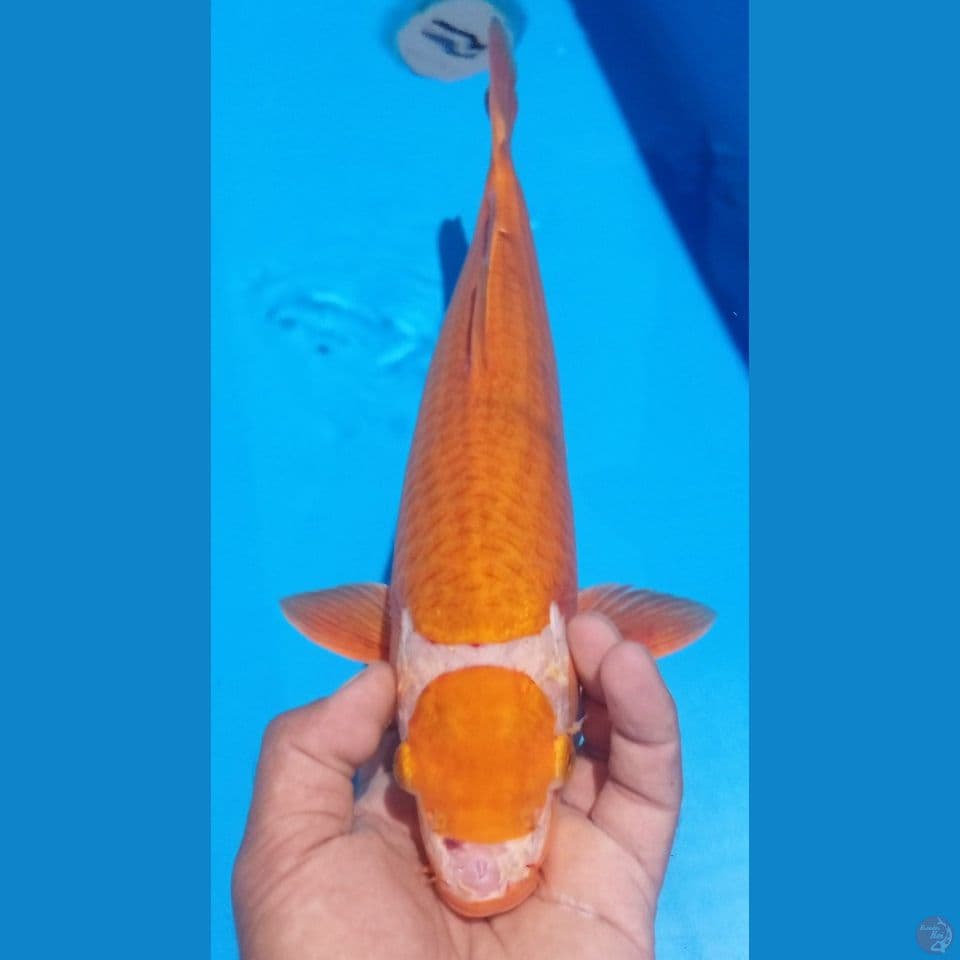 YELOW CARAMEL 37