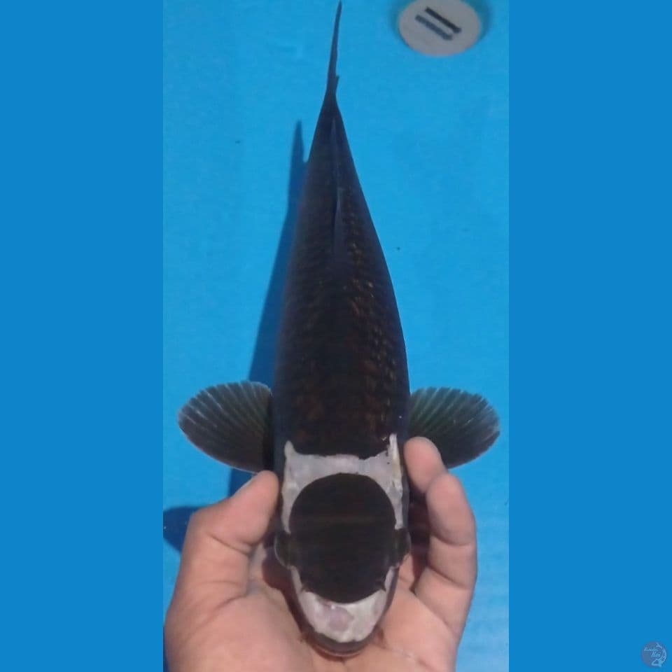 BLACK MUT 41