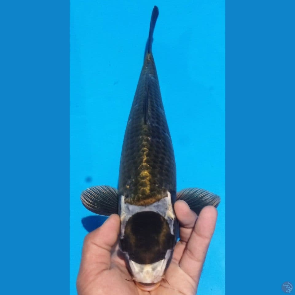 BLACK MUK 40