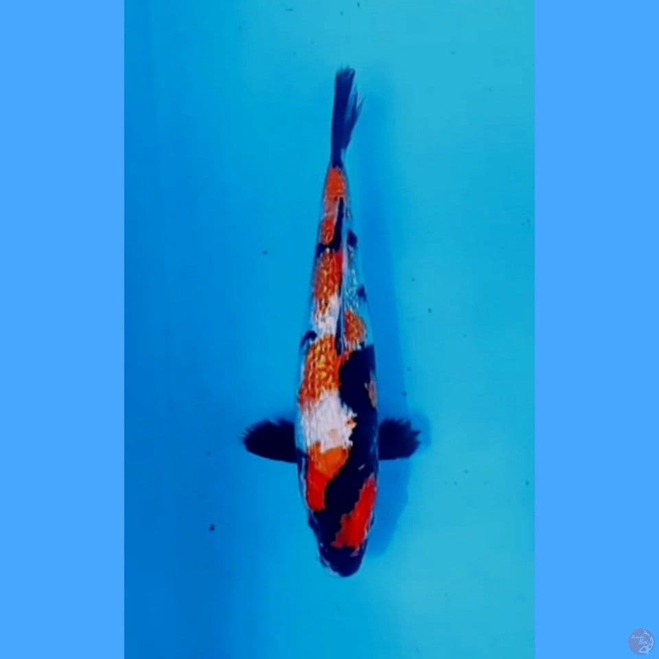 showa 24 cm