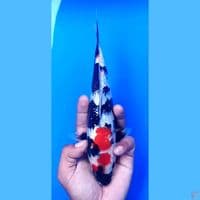 showa ginrin 24 cm