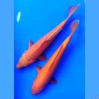 redkar 29.31 cm