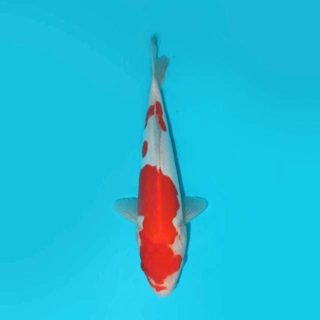 Kohaku Doitsu Murni 30 cm