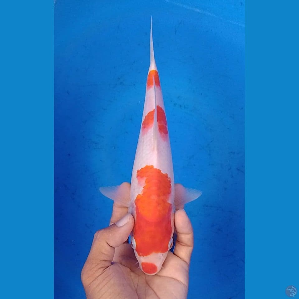 kohaku 25cm.u