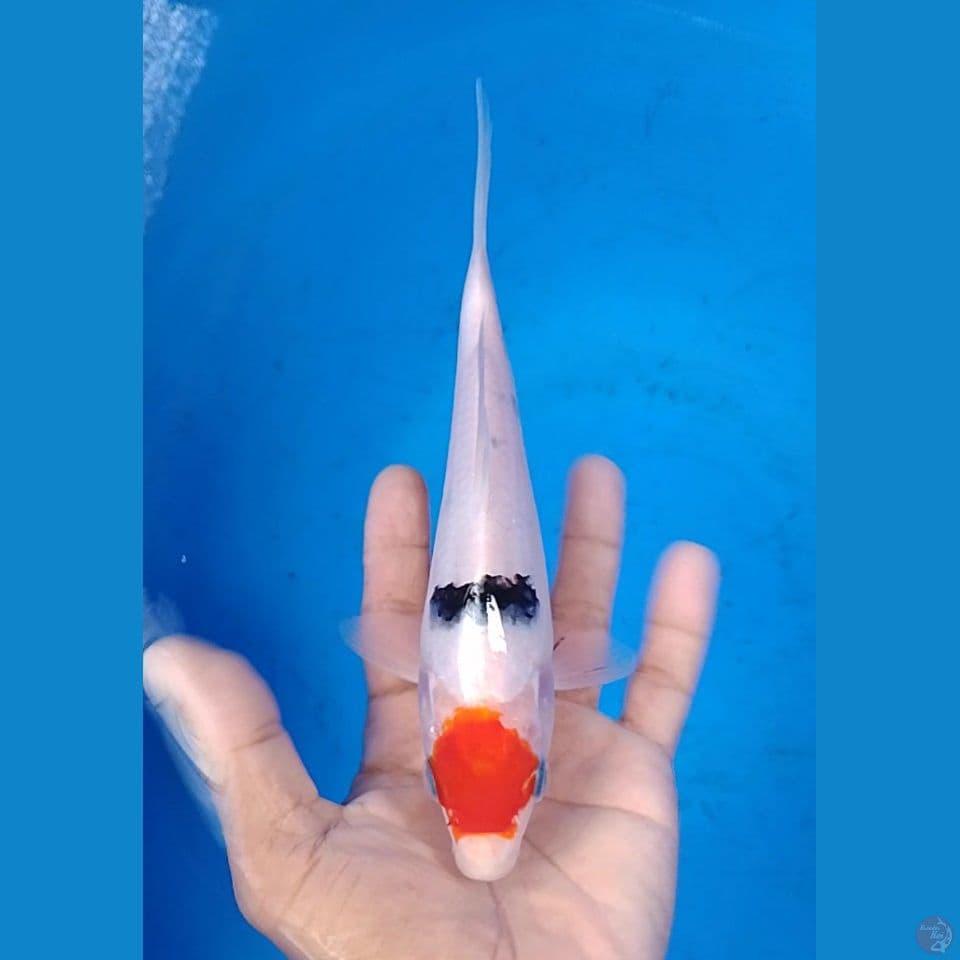 tancho sanke 20cm.u