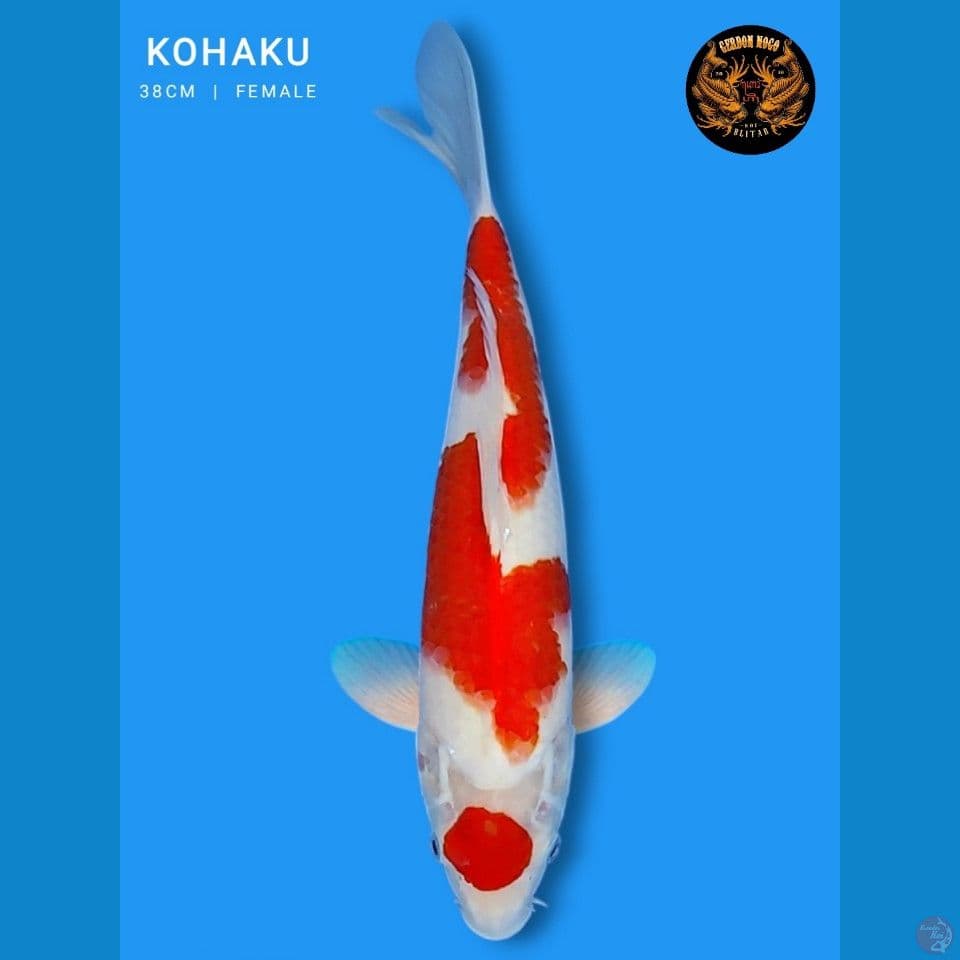 maruten kohaku original 38cm