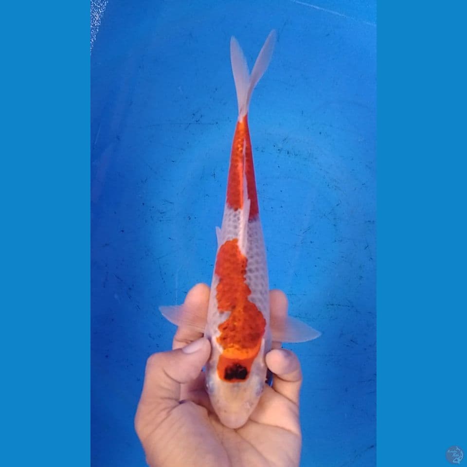 goshiki 25cm.m