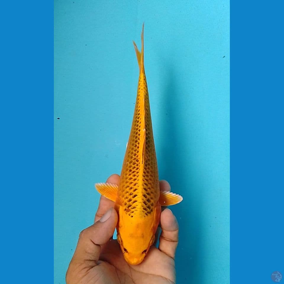 kin matshuba 22cm.m