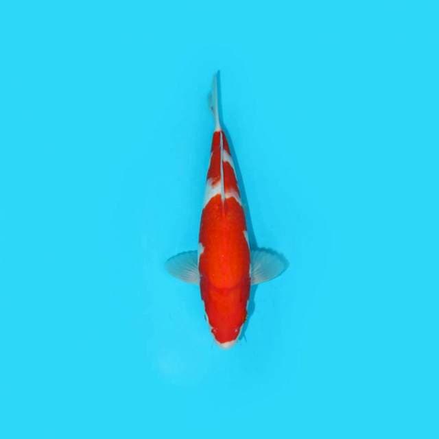 Kohaku 26 cm