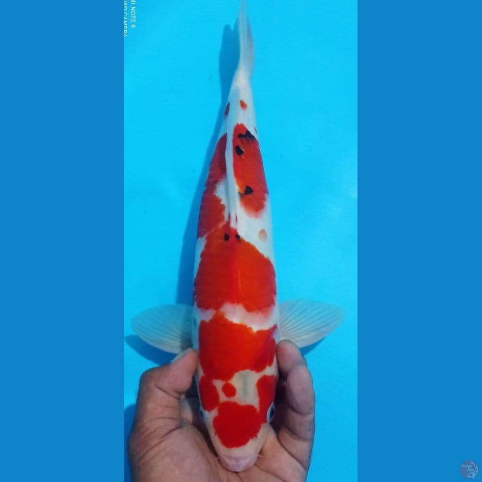 SANKE F1 40