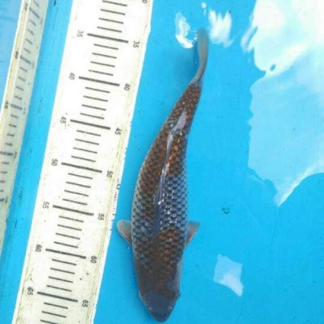Ochiba F1 Full Ginrin Female - 31cm