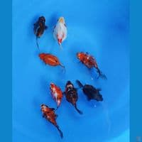 tamasaba 11-13cm 8ekor