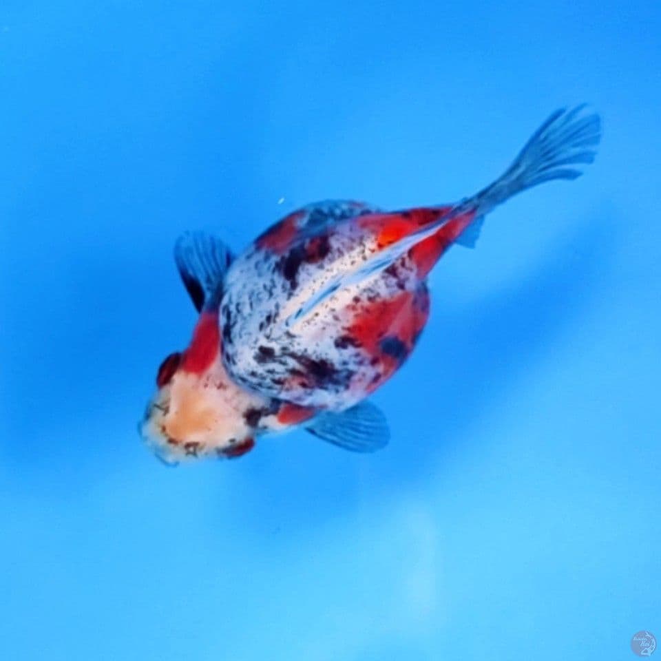 tamasaba showa 9cm