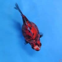 tamasaba short tail 12cm