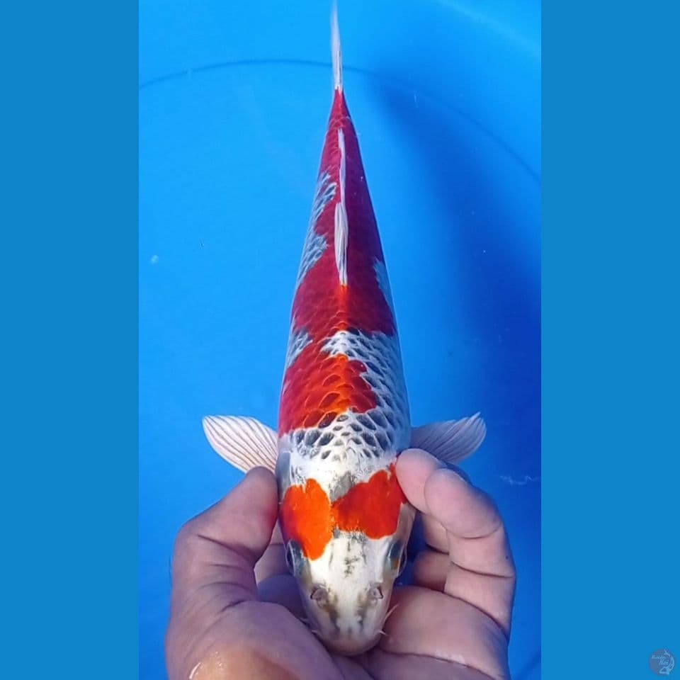 RED KUJAKU 30