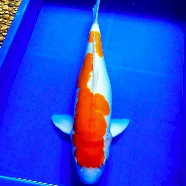 Kohaku doitsu body joss banget..45cm..bagus