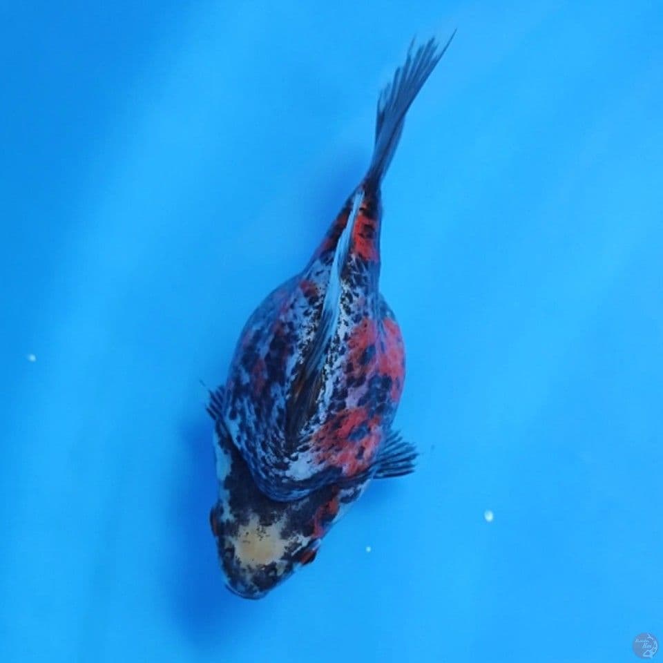 tamasaba showa 12cm