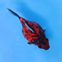 tamasaba kanoko 11cm