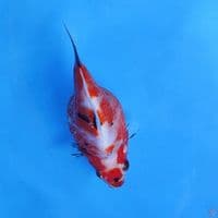 tamasaba short tail 12cm
