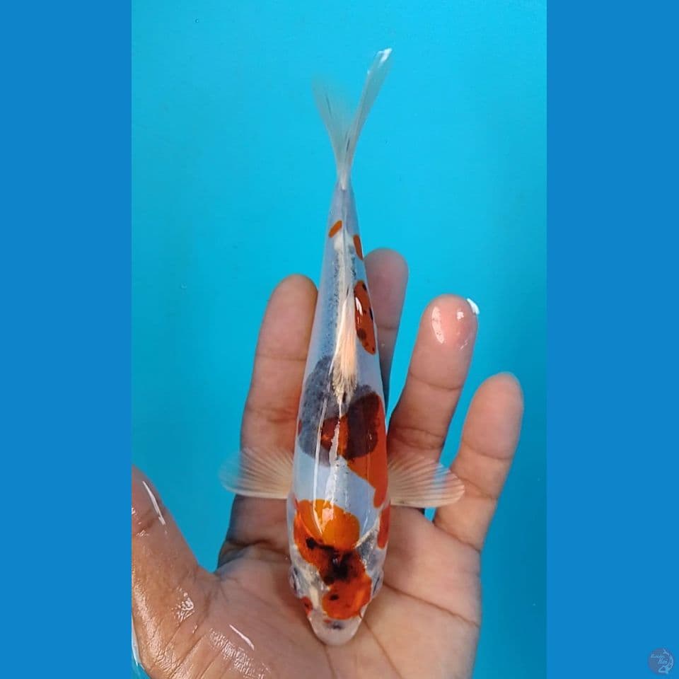 doitshu 17cm
