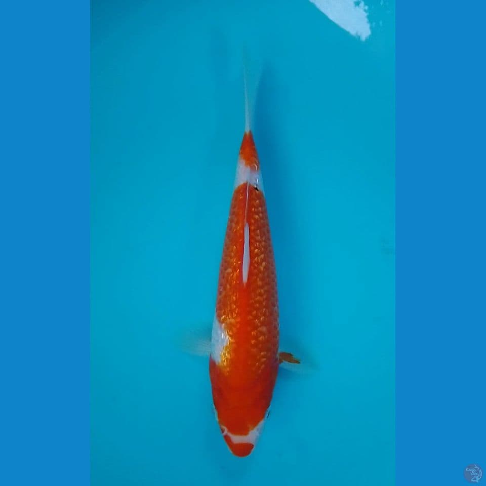 kohaku gindrin calon punuk 22cm