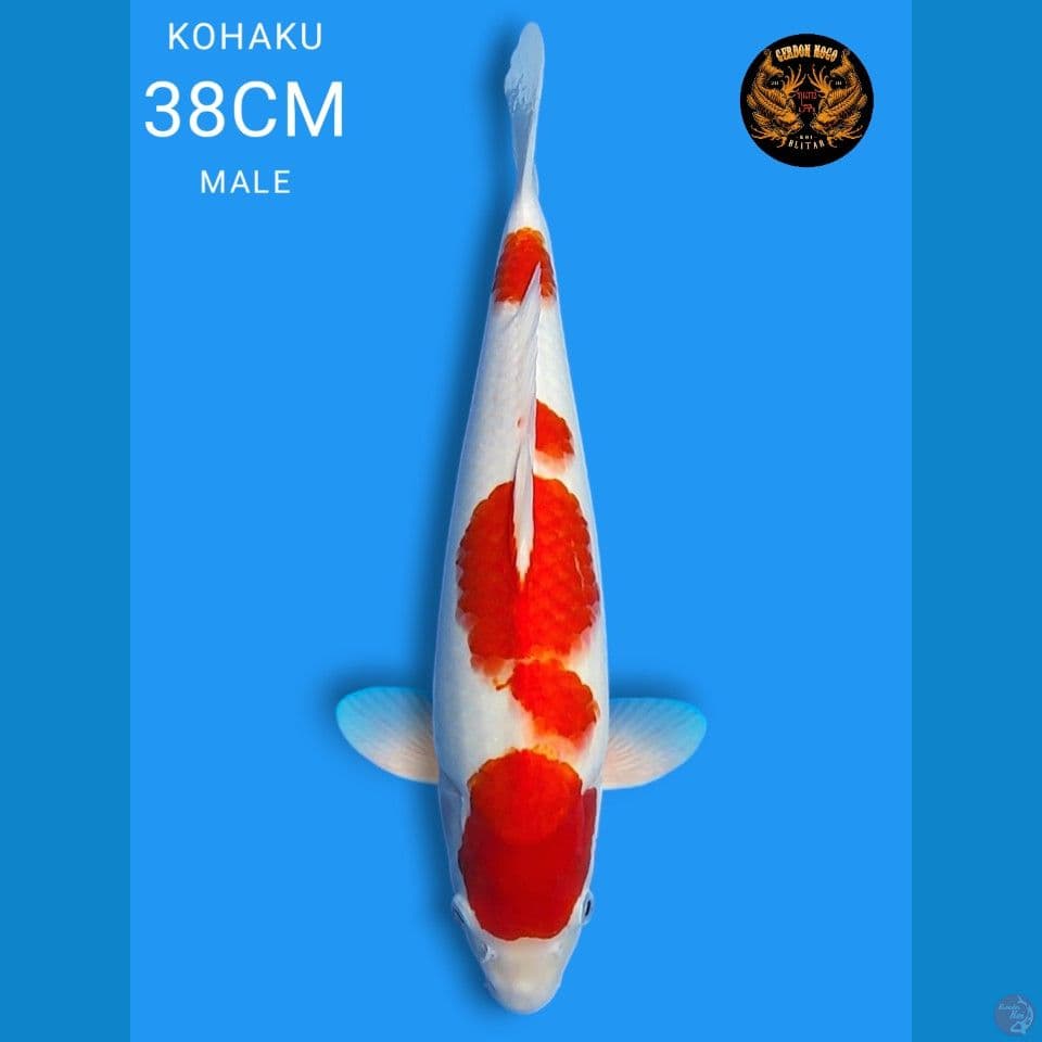 original kohaku 38cm