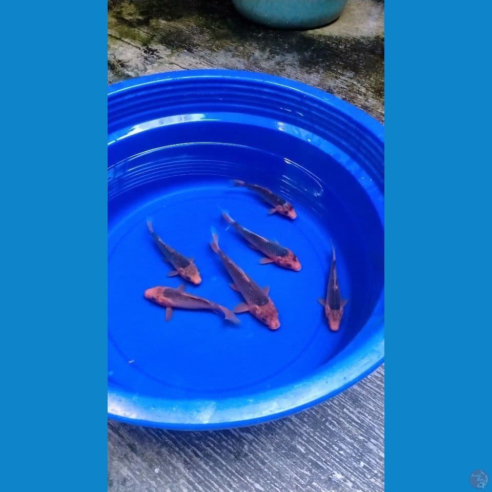 Paket 6 ekor Aka Matsuba 15-20cm™