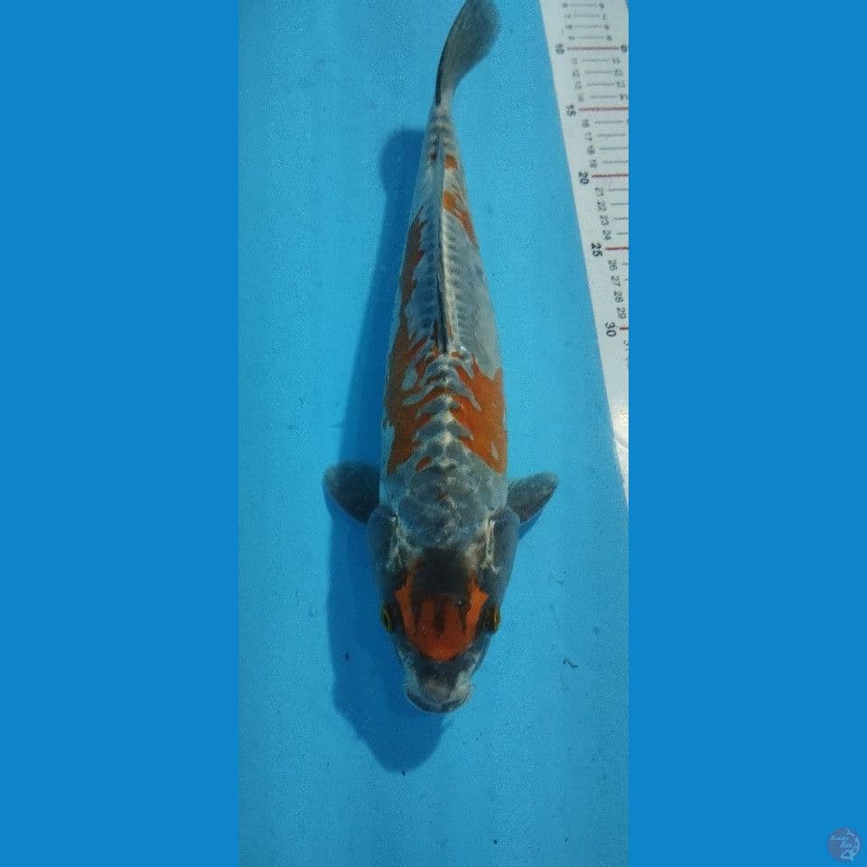 maruten doitsu gingga38 cm
