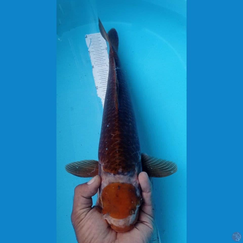 CARAMEL 48