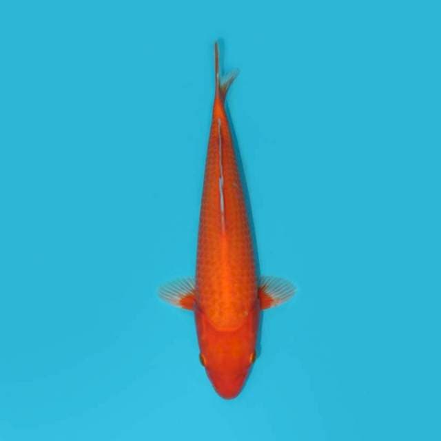 Benigoi 29 cm