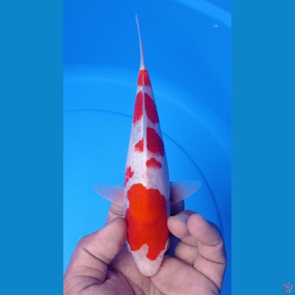KOHAKU 24