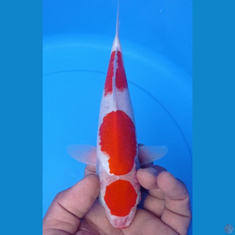 KOHAKU  25