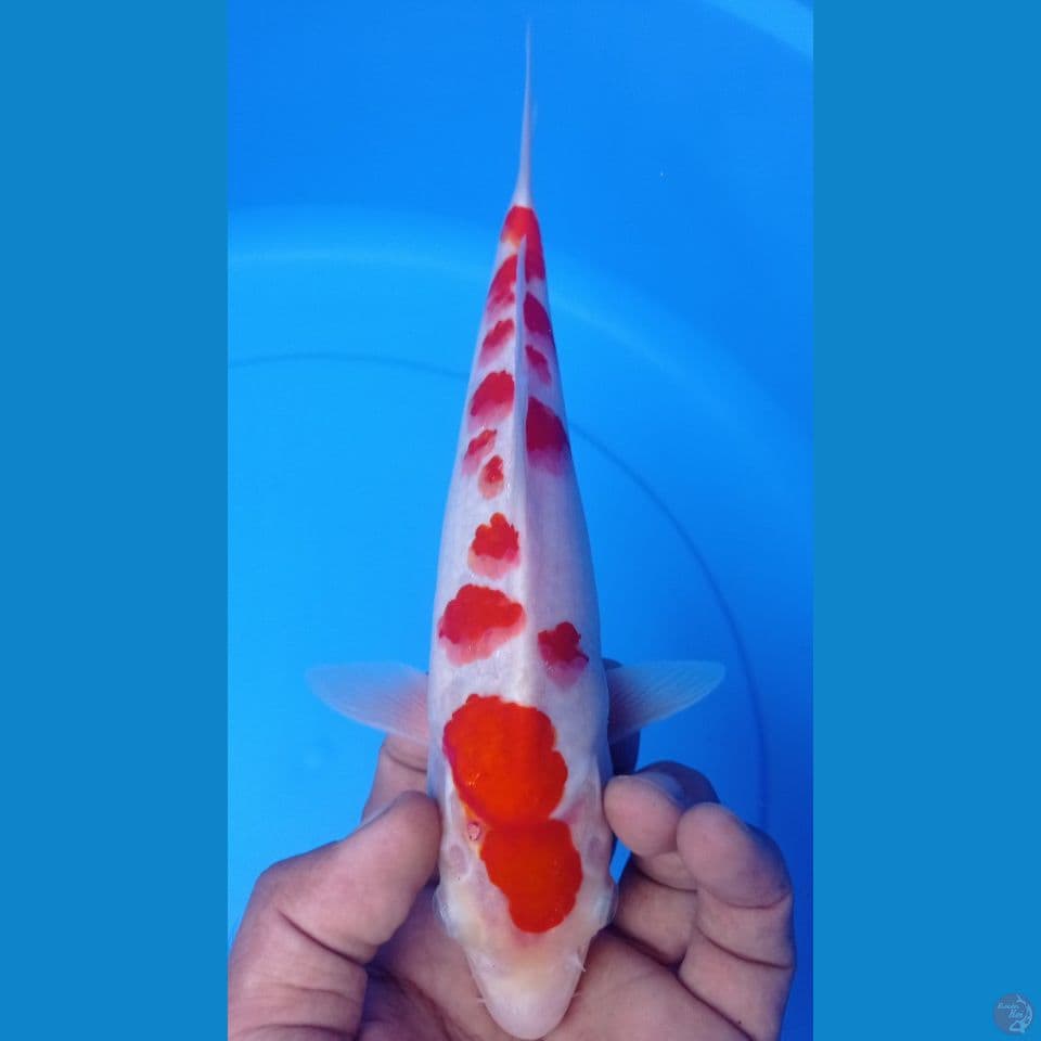 KOHAKU 25