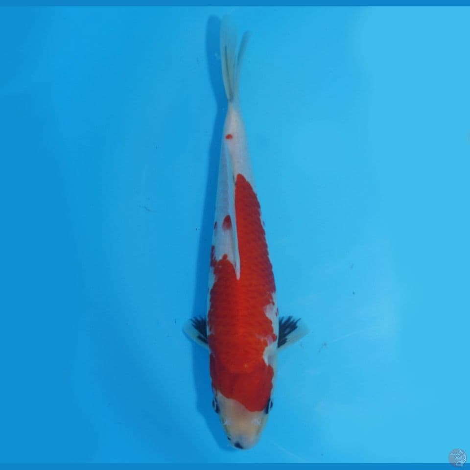 Showa tategoi 30cm