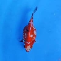 tamasaba short tail 12cm 