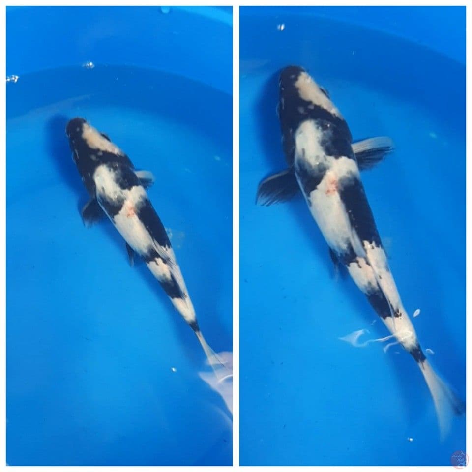 shiro utsuri