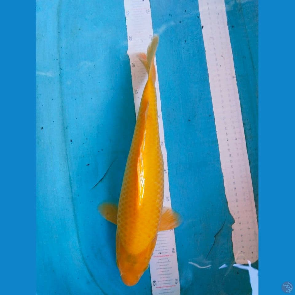 jumbo tosai 41cm