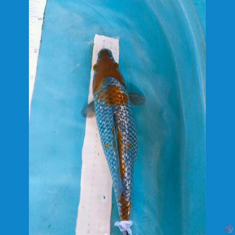 ochiba 32cm