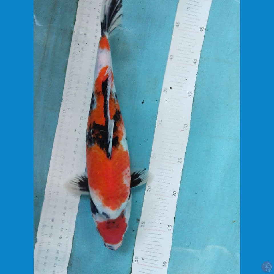 showa 34cm