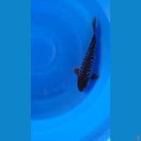 TANCHO BLACK FULL SISIK NAGA LANGKA - 34Cm/Male